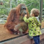 Play as a way of life, a child and an orangutan