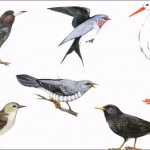 migratory-birds-images