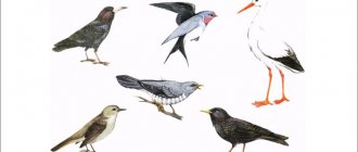 migratory-birds-images