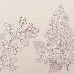 How to draw lilacs: a bouquet with a pencil step by step