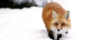 How animals prepare for winter, photo 3
