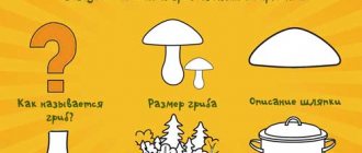 Description of mushrooms. Plan in pictures 