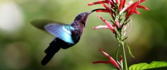 Птица колибри-пчелка