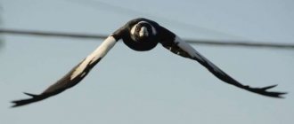 Magpie bird omens