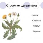 Рассказ про одуванчик - описание, характеристика и строение растения