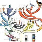 Scheme of the development of the animal world